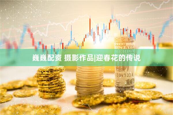 巍巍配资 摄影作品|迎春花的传说