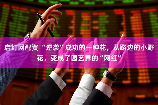 启灯网配资 “逆袭”成功的一种花，从路边的小野花，变成了园艺界的“网红”